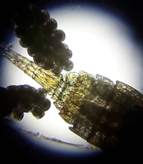 Diacyclops bicuspidatus