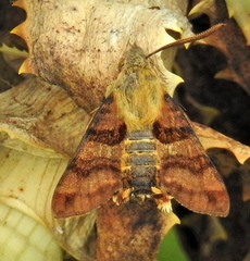 Macroglossum trochilus