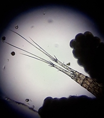 Diacyclops bicuspidatus