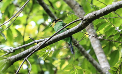 Psarisomus dalhousiae