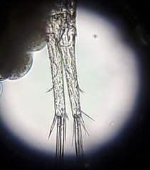 Diacyclops bicuspidatus