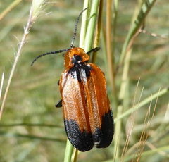 Lycus rostratus