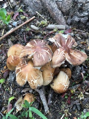 Fungi