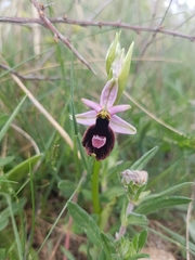 Ophrys bertolonii benacensis