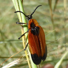 Lycus rostratus