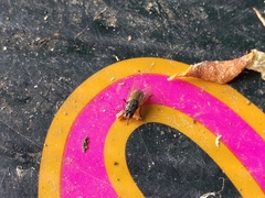 Musca domestica