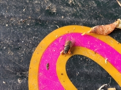 Musca domestica