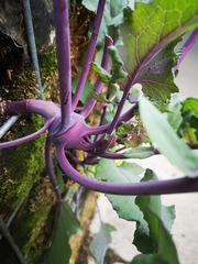 Brassica oleracea gongylodes