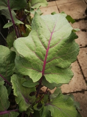 Brassica oleracea gongylodes
