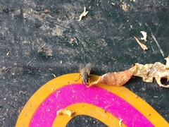Musca domestica