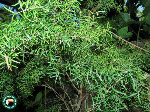 Eugenia sprengelii (Eugenia sprengelii)