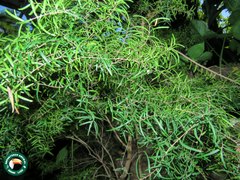 Eugenia sprengelii