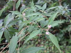 Callicarpa randaiensis