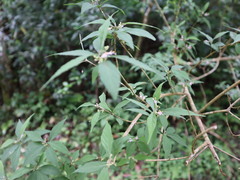 Callicarpa randaiensis