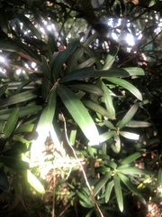 Podocarpus latifolius