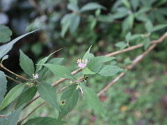 Callicarpa randaiensis