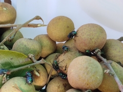 Chrysomya megacephala