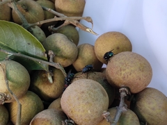 Chrysomya megacephala