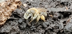 Apis mellifera