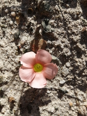 Oxalis pulchella