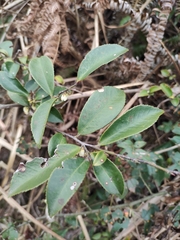 Eurya japonica