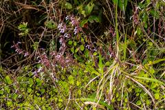 Aeollanthus parvifolius