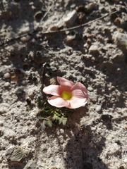 Oxalis pulchella