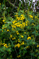 Argyrolobium tomentosum
