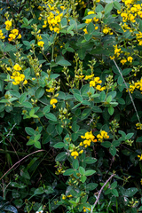 Argyrolobium tomentosum