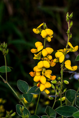 Argyrolobium tomentosum