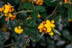 Argyrolobium tomentosum