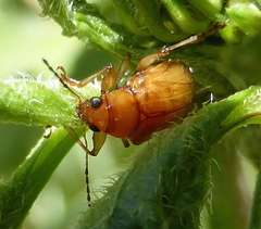 Microsyagrus marshalli