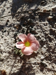 Oxalis pulchella