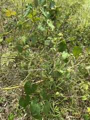 Ipomoea setifera