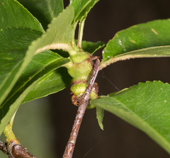 Contarinia cerasiserotinae