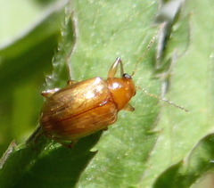 Microsyagrus marshalli