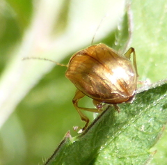 Microsyagrus marshalli