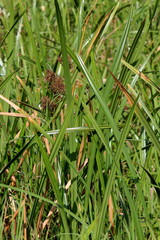 Cyperus dives