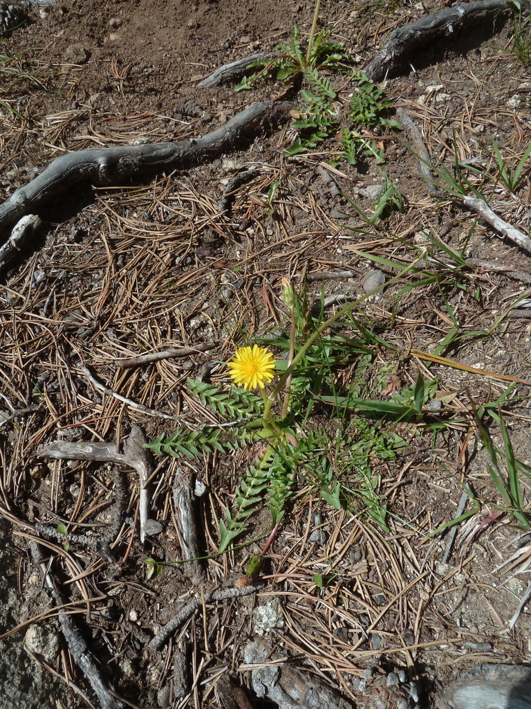 Taraxacum pyrenaicum