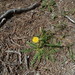 Taraxacum pyrenaicum - Photo (c) aroche, some rights reserved (CC BY), uploaded by aroche