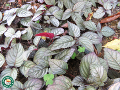 Hemigraphis alternata