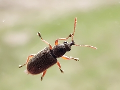 Cimberis attelaboides