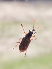Cimberis attelaboides