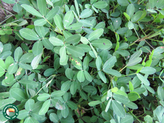 Arachis repens
