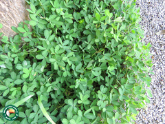 Arachis repens