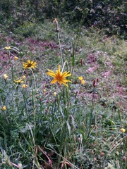 Tragopogon orientalis
