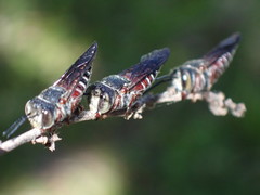 Coelioxys slossoni slossoni