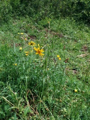 Tragopogon orientalis