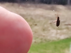 Cimberis attelaboides