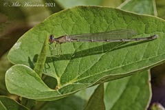 Enallagma vesperum